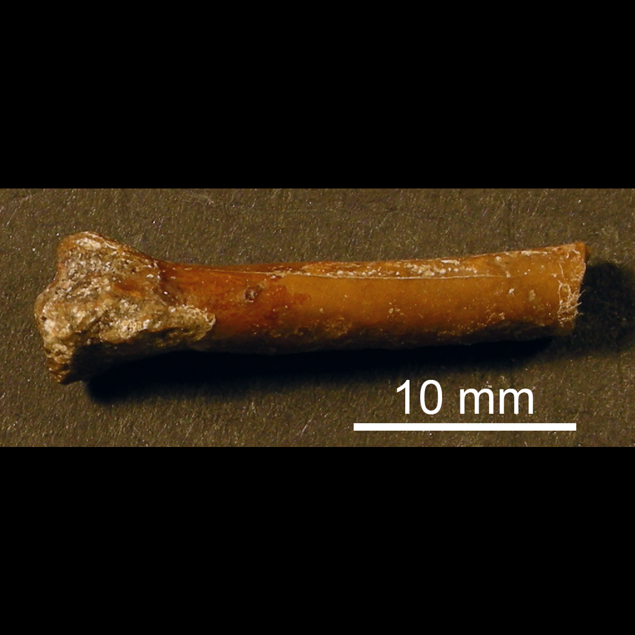 fossile (Ulna)