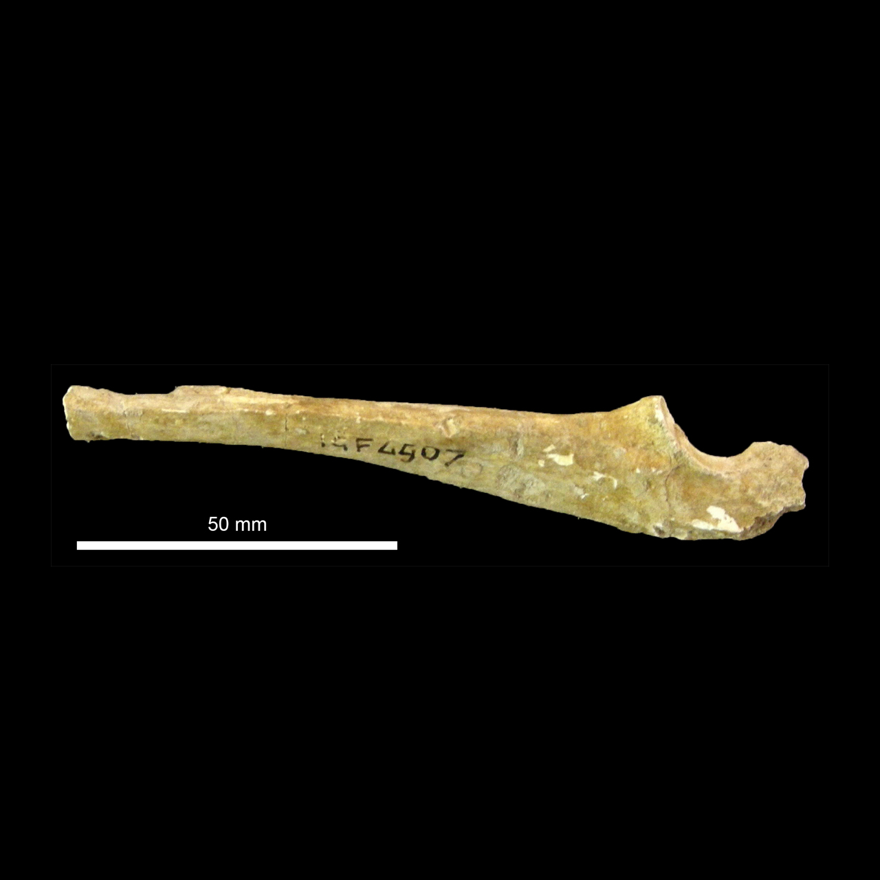 fossile (Ulna)