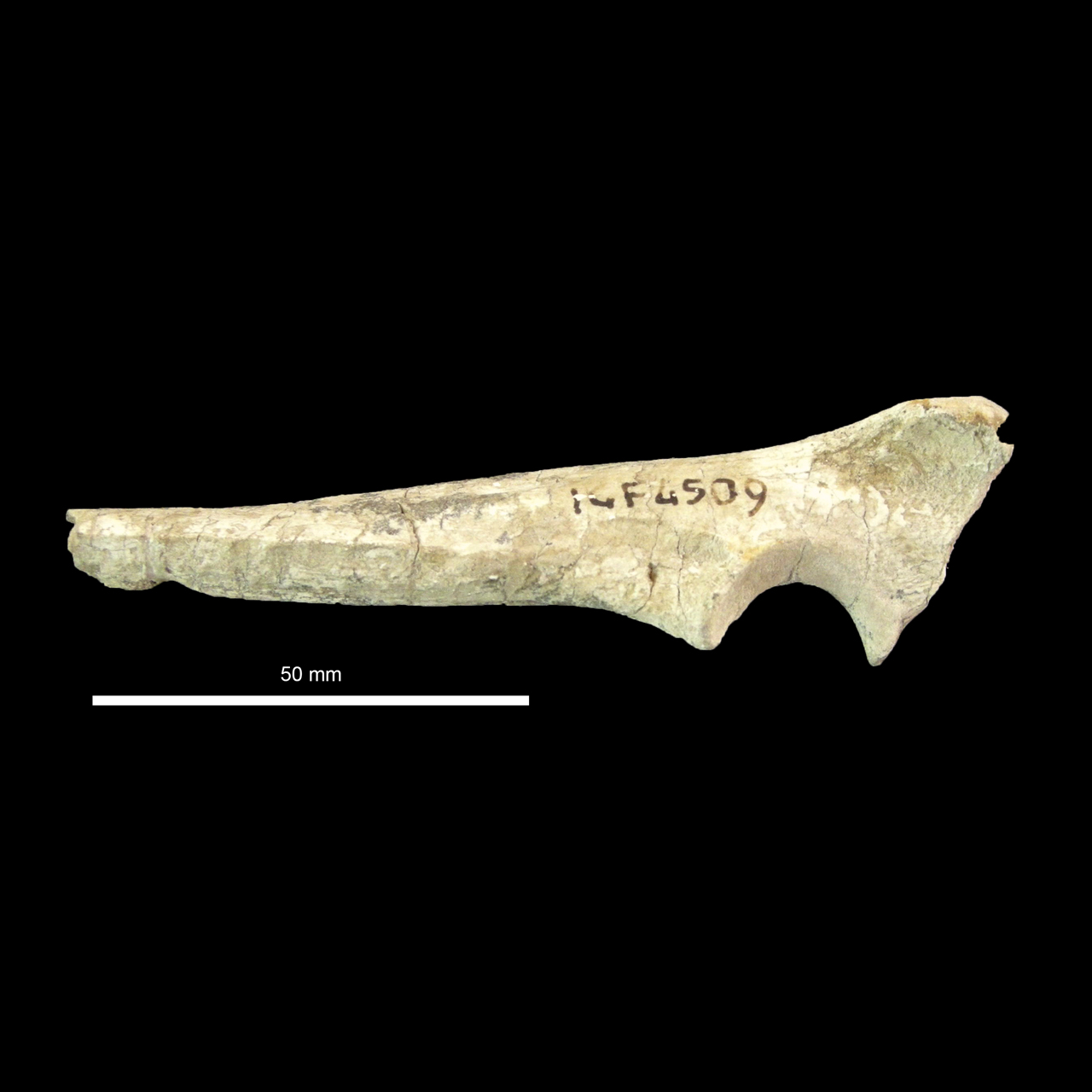fossile (Ulna)