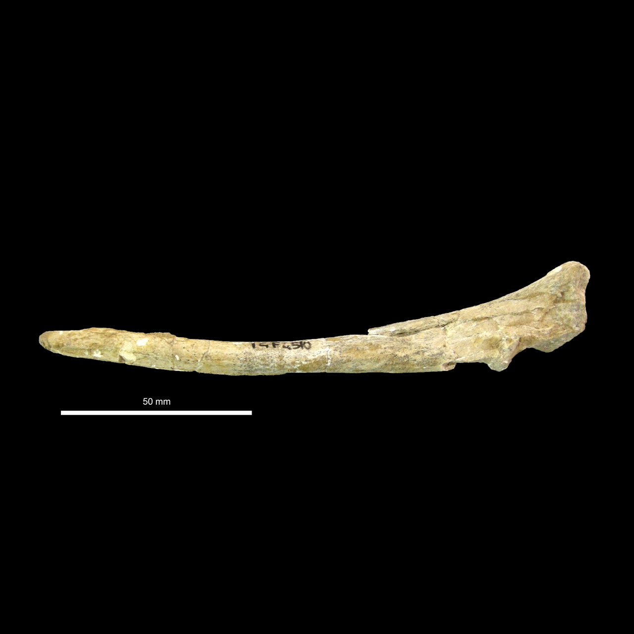 fossile (Ulna)