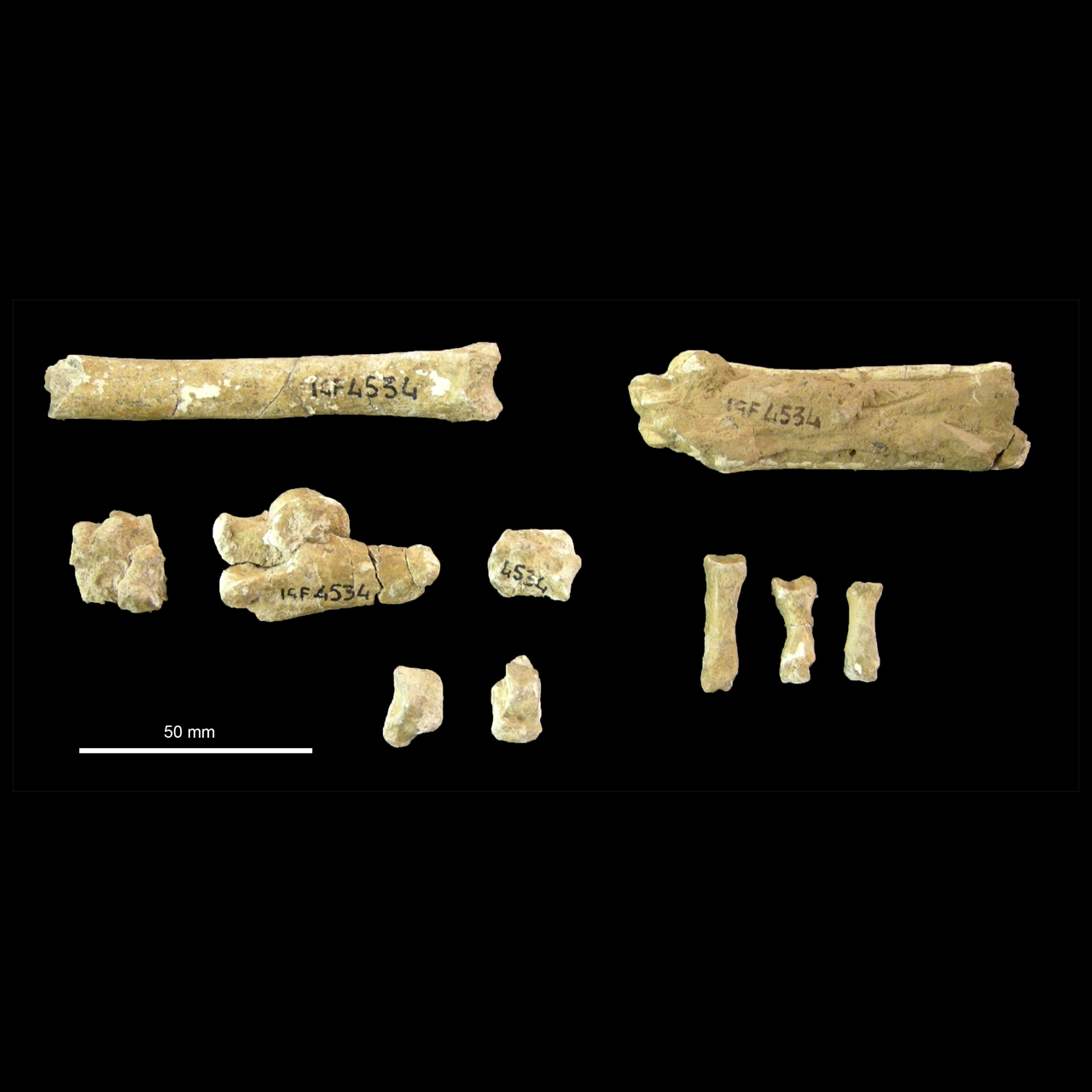 fossile (piu' elem.di un ind)