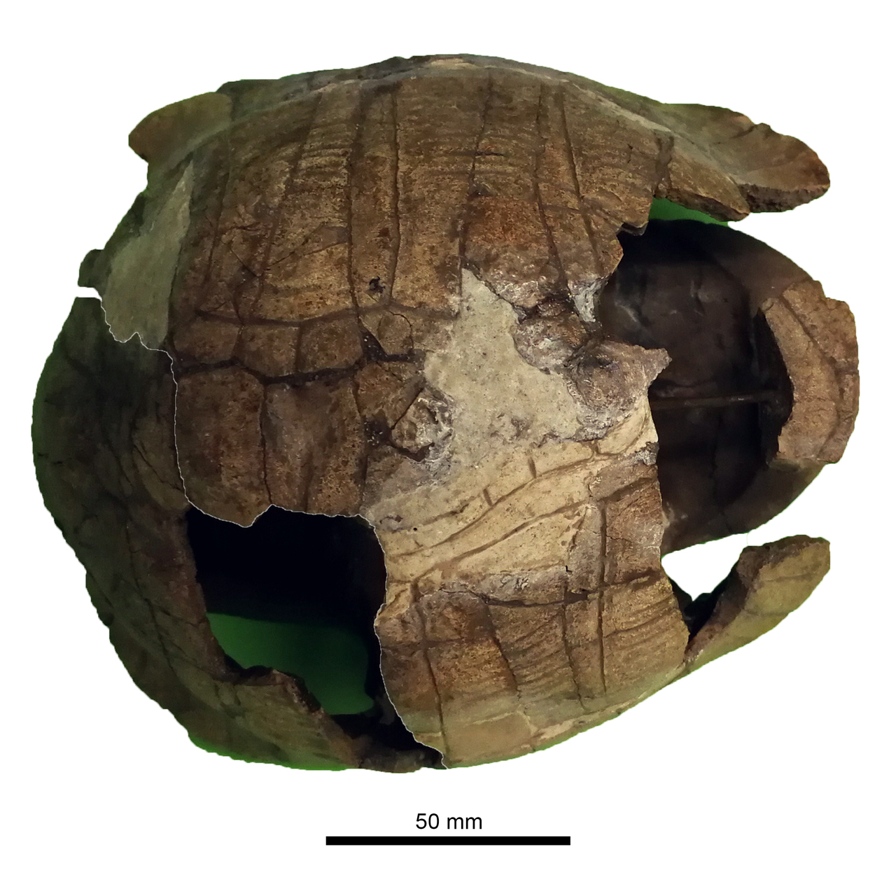 fossile (Carapace)
