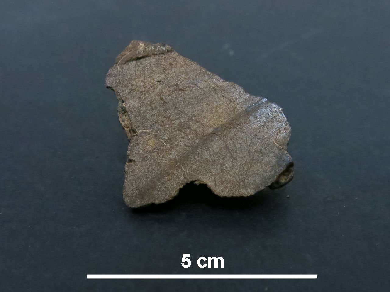 Northwest Africa 10036 Condrite Enstatitica (esemplare)