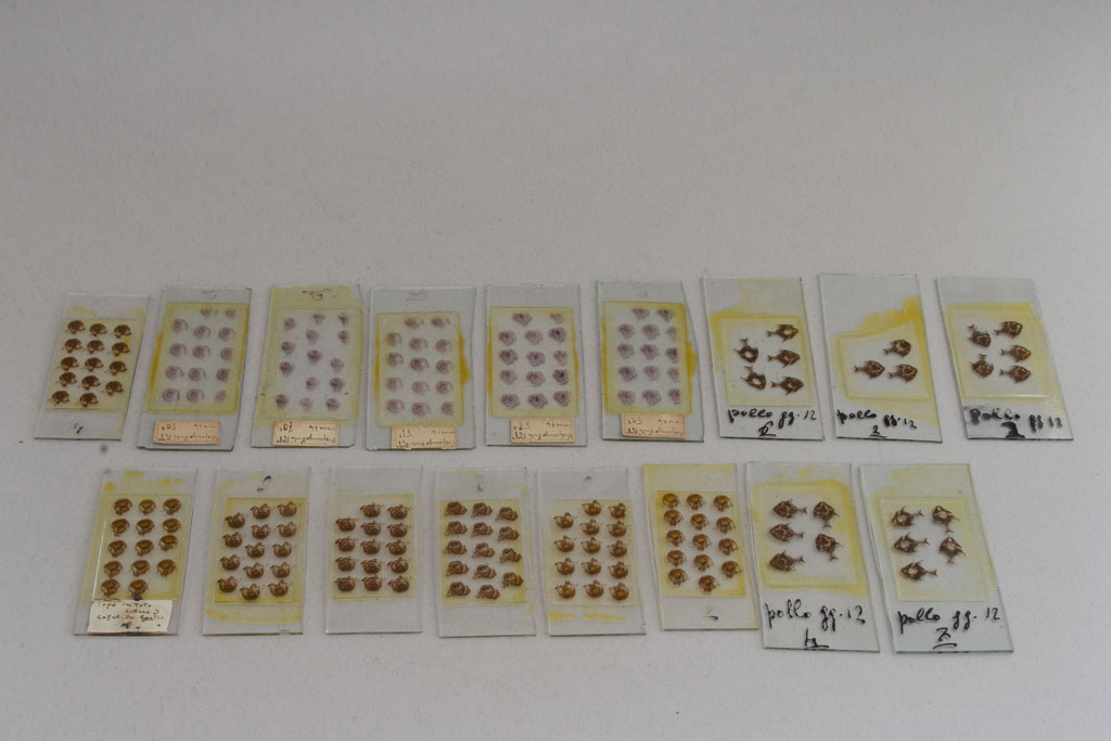 preparazione microscopica (primo quarto Sec. XX)
