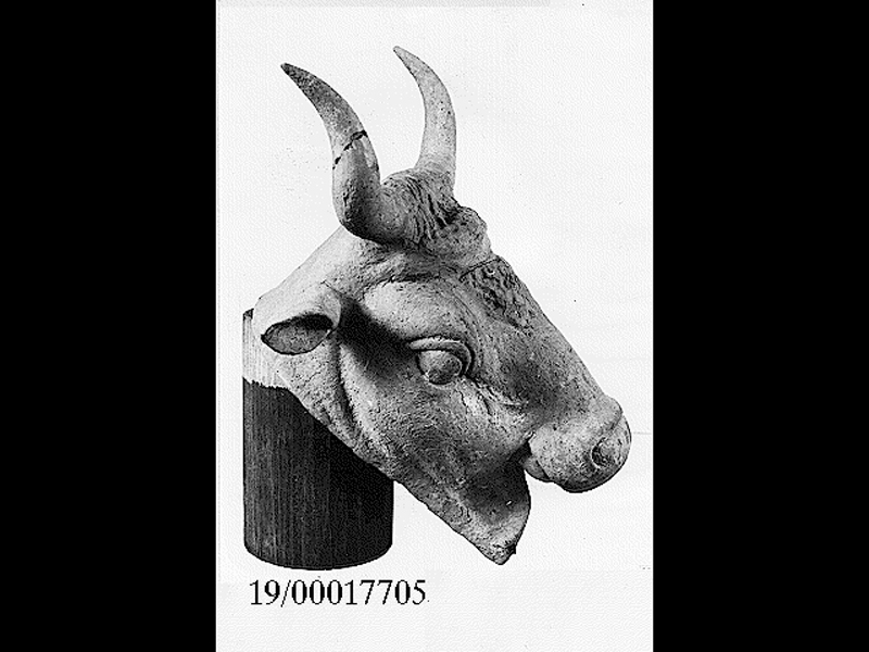 Natura: animali: bue (protome) (fine SECOLI/ IV a.C)