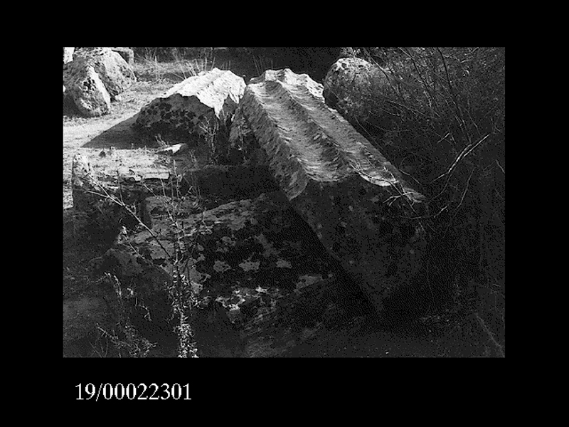 rocchio di colonna (non determinabile)