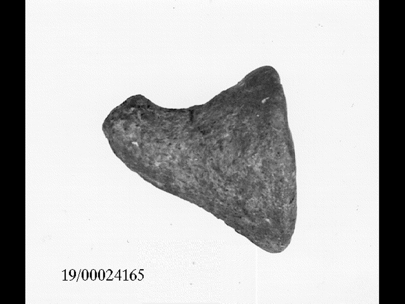 corno/ amuleto - cultura di Castelluccio (SECOLI/ XVII a.C)