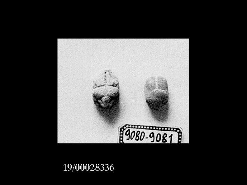 scarabeo (SECOLI/ VII a.C)