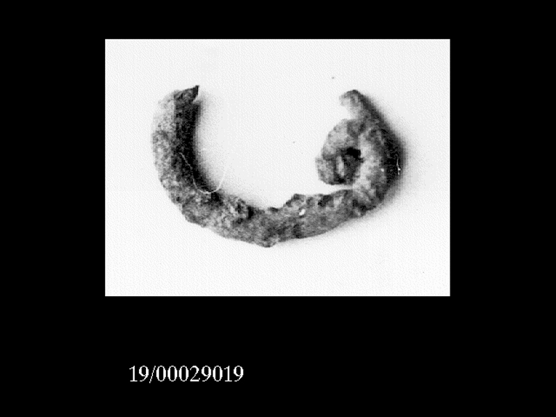 fibula/ arco (SECOLI/ VII a.C)