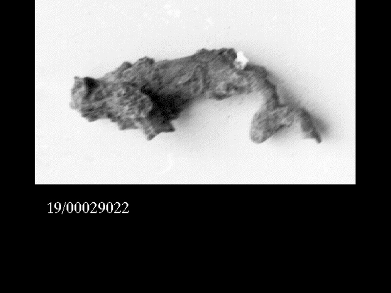 fibula/ arco (SECOLI/ VII a.C)