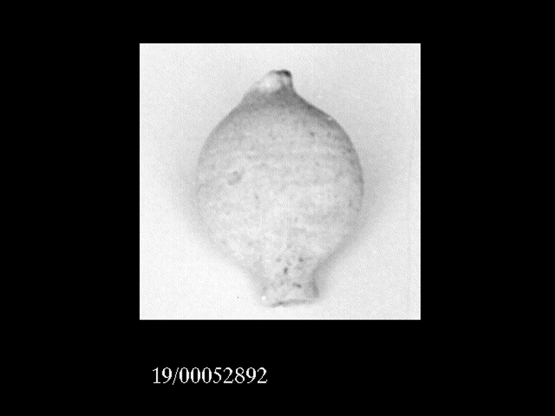 unguentario (SECOLI/ III a.C)