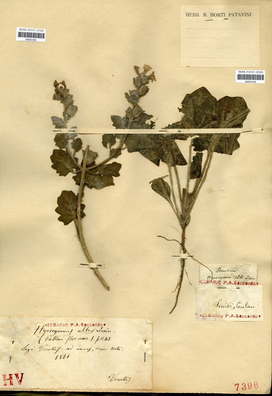 Hyoscyami albi Linn - erbario, Erbario delle Tre Venezie, Erbario delle Tre Venezie