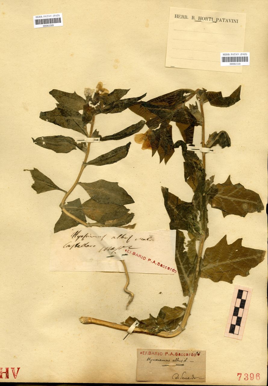 Hyoscyamus albus L - erbario, Erbario delle Tre Venezie, Erbario delle Tre Venezie