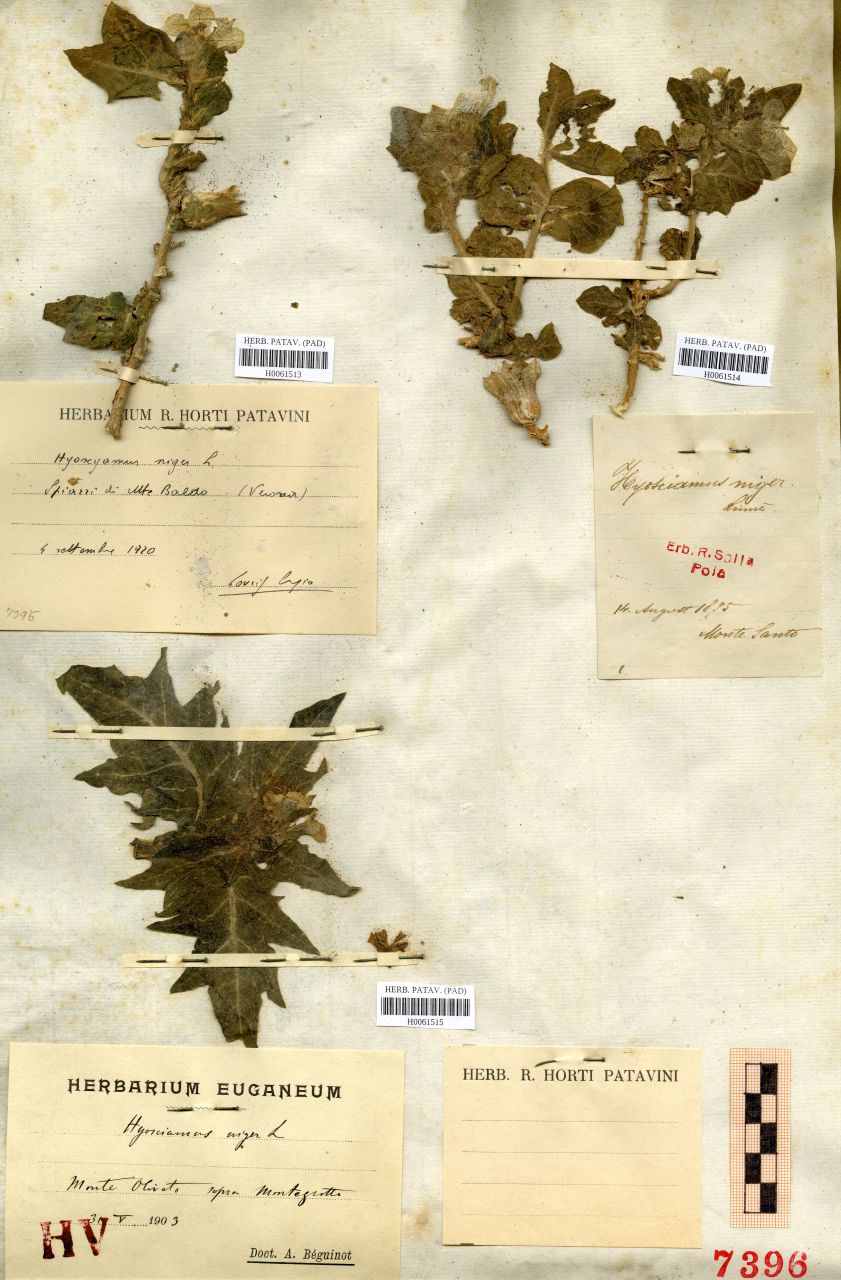 Hyoscyamus niger L - erbario, Erbario delle Tre Venezie, Erbario delle Tre Venezie (1903/05/31)