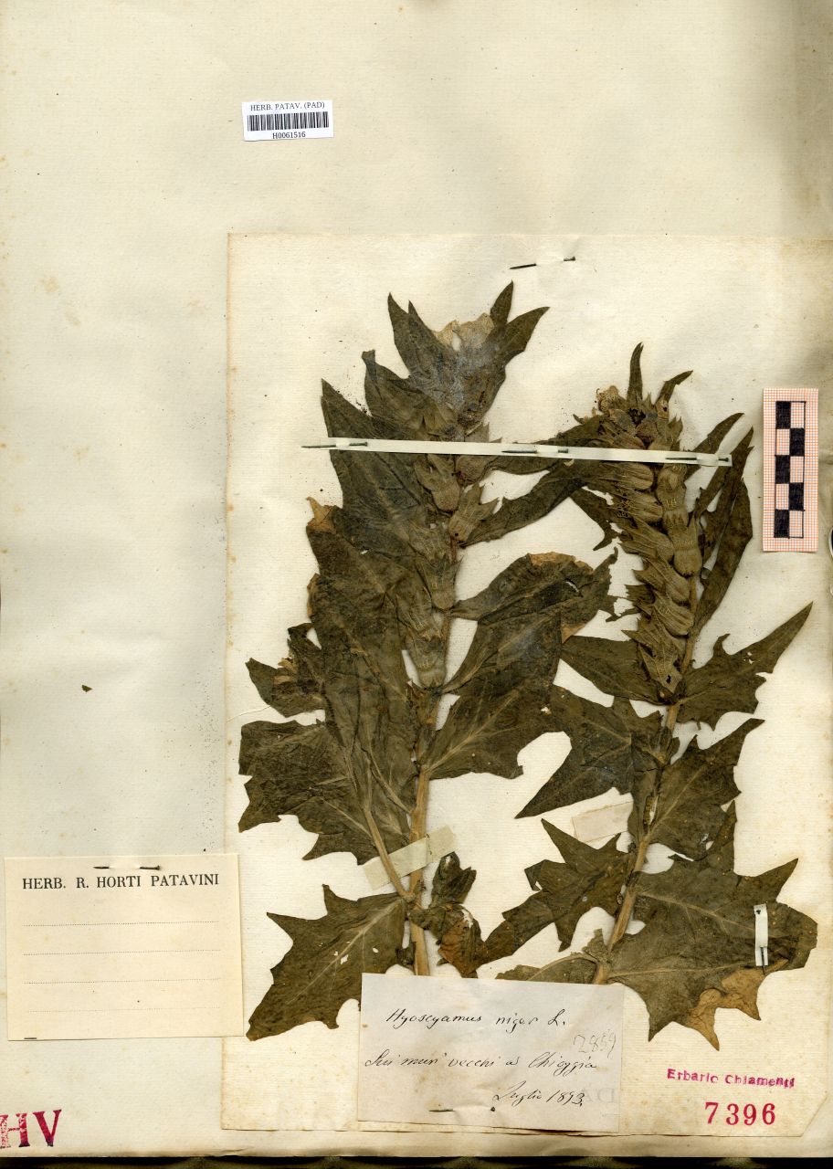Hyoscyamus niger L - erbario, Erbario delle Tre Venezia, Erbario delle Tre Venezia (1893/07)