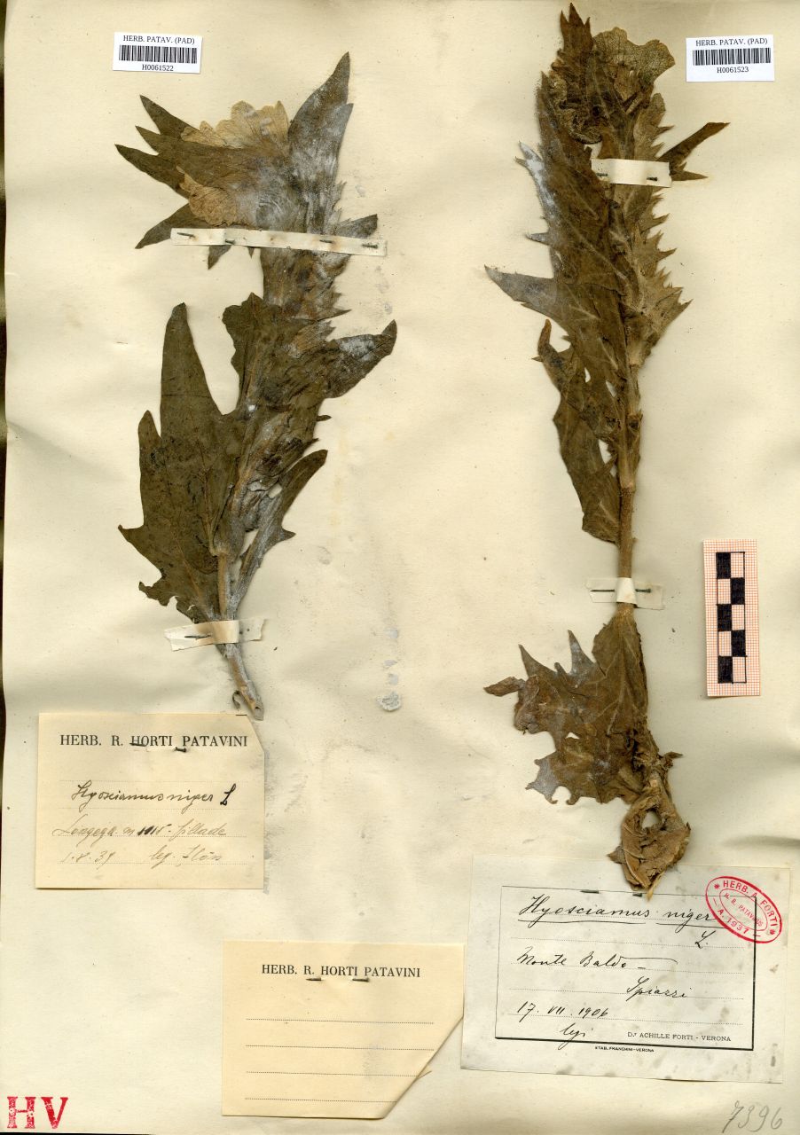 Hyoscyamus niger L - erbario, Erbario delle Tre Venezie, Erbario delle Tre Venezie (1906/07/17)