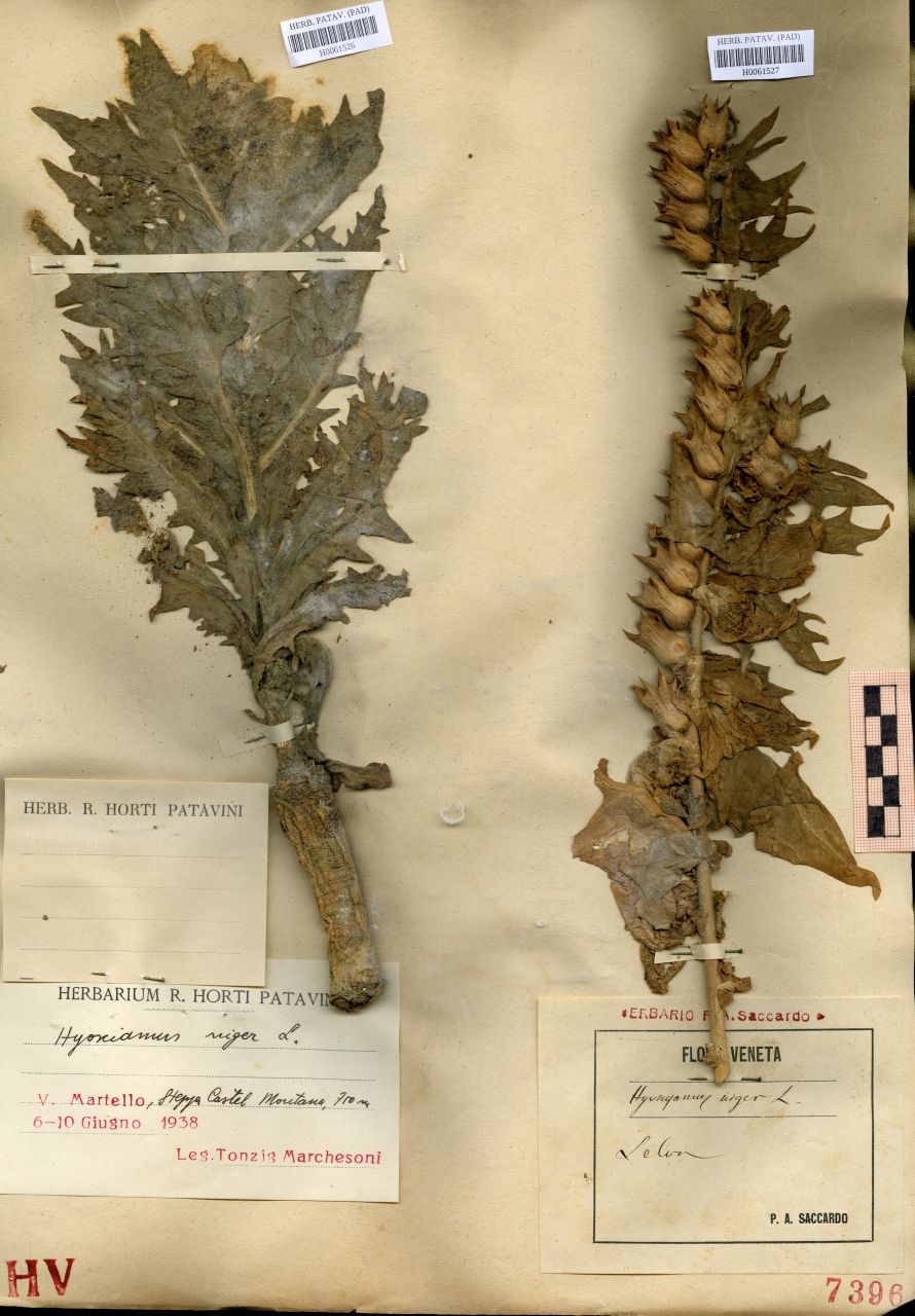 Hyoscyamus niger L - erbario, Erbario delle Tre Venezie, Erbario delle Tre Venezie (1938/06/6-10)