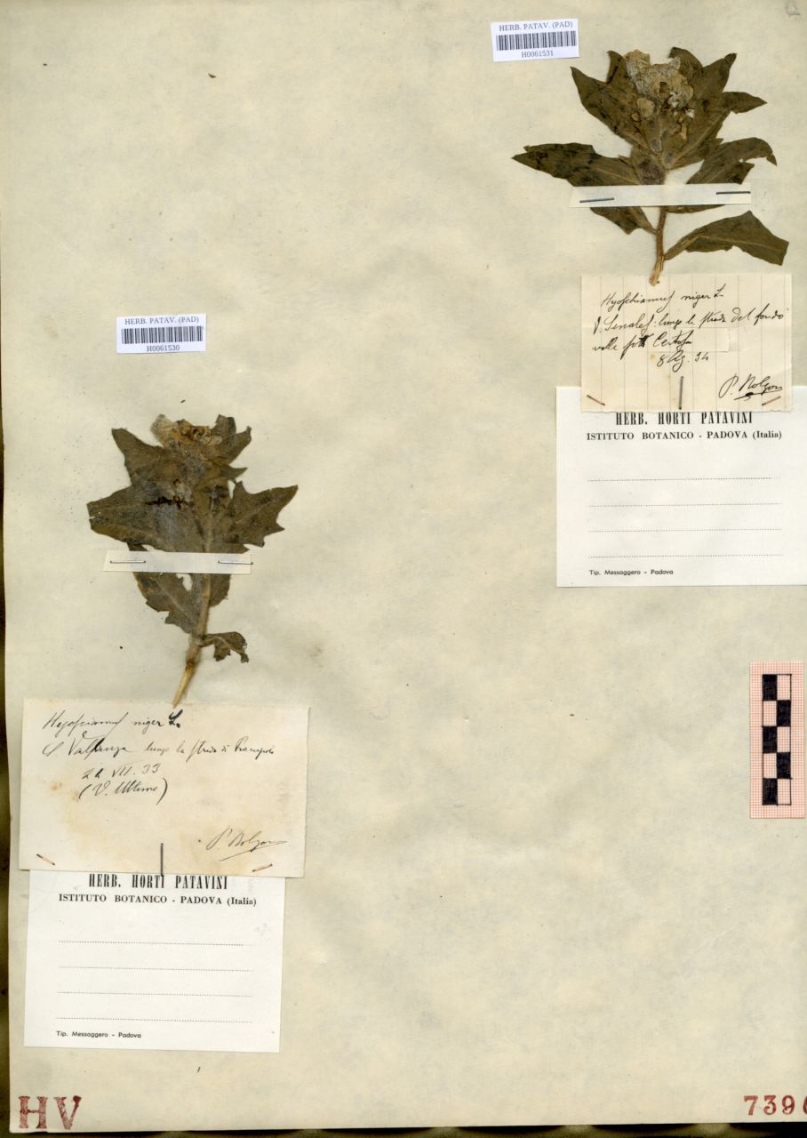 Hyoscyamus niger L - erbario, Erbario delle Tre Venezie, Erbario delle Tre Venezie (1933/07/24)
