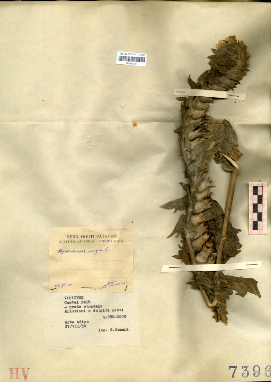 Hyoscyamus niger L - erbario, Erbario delle Tre Venezie, Erbario delle Tre Venezie (1950/07/27)
