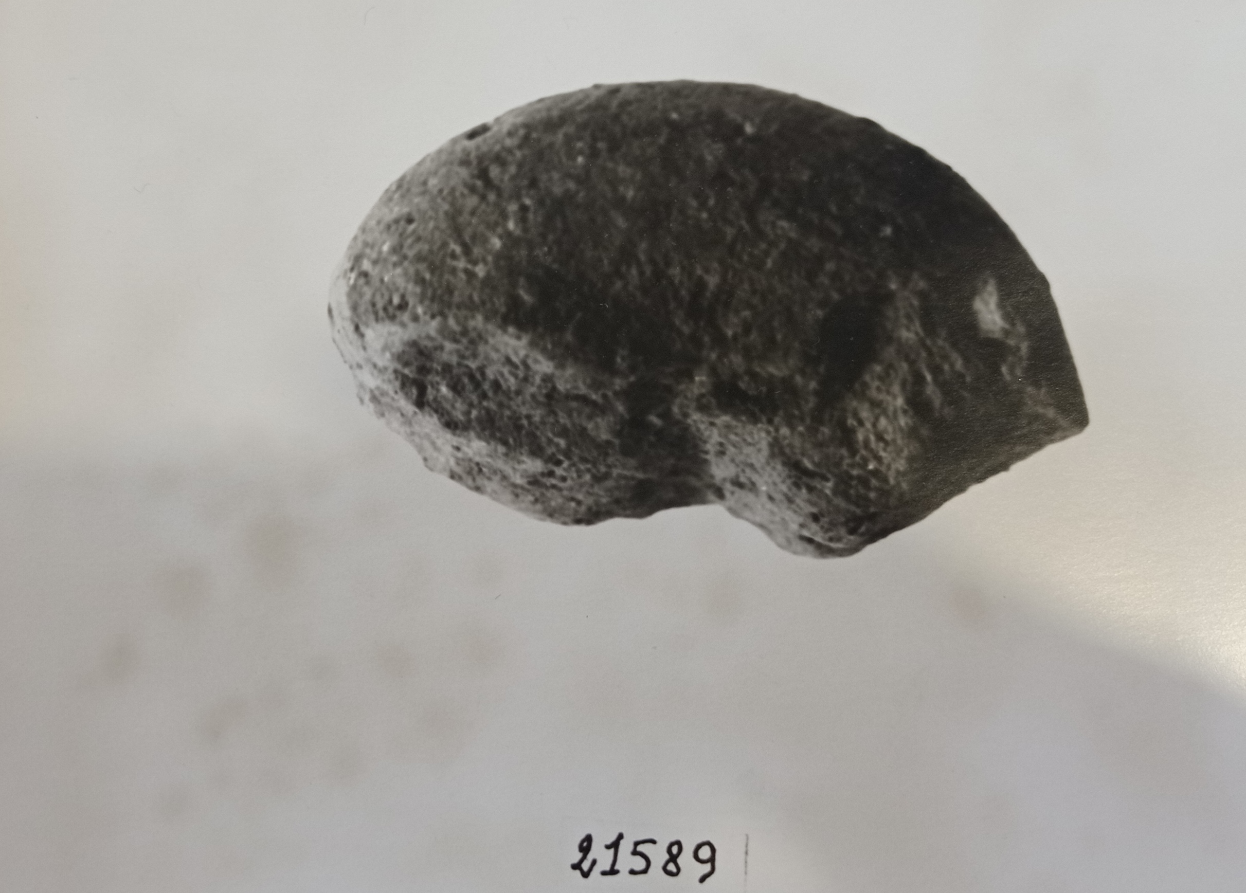 Fuseruola. cilindroide