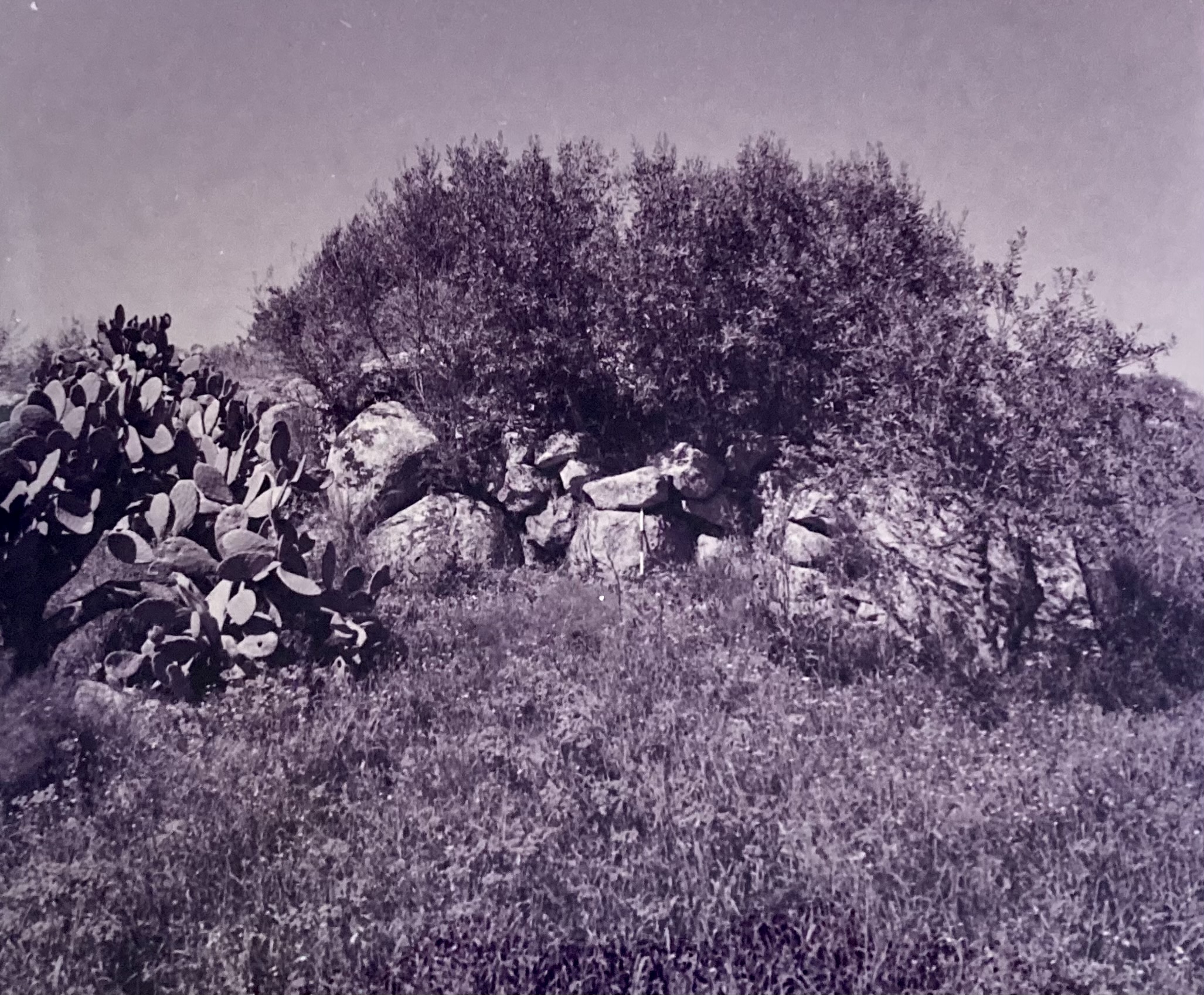 Nuraghe Sa Mandra 'e Sa Giua (nuraghe) - Benetutti (SS)  (PERIODIZZAZIONI/ PROTOSTORIA/ Eta' del Bronzo/ Eta' del Bronzo medio)