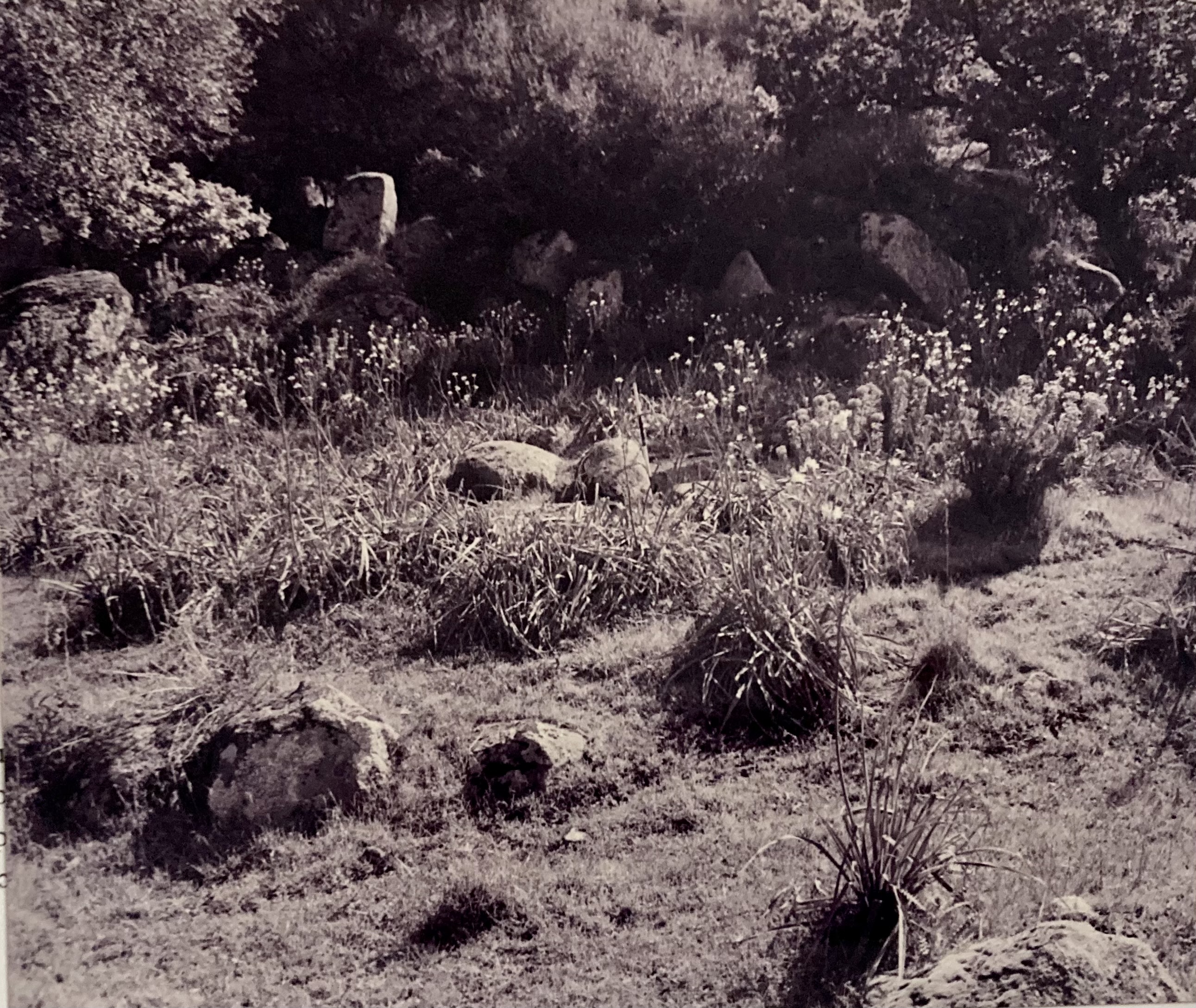 Tomba dei giganti Revoste (tomba a tumulo) - Benetutti (SS)  (PERIODIZZAZIONI/ PROTOSTORIA/ Eta' del Bronzo/ Eta' del Bronzo medio)