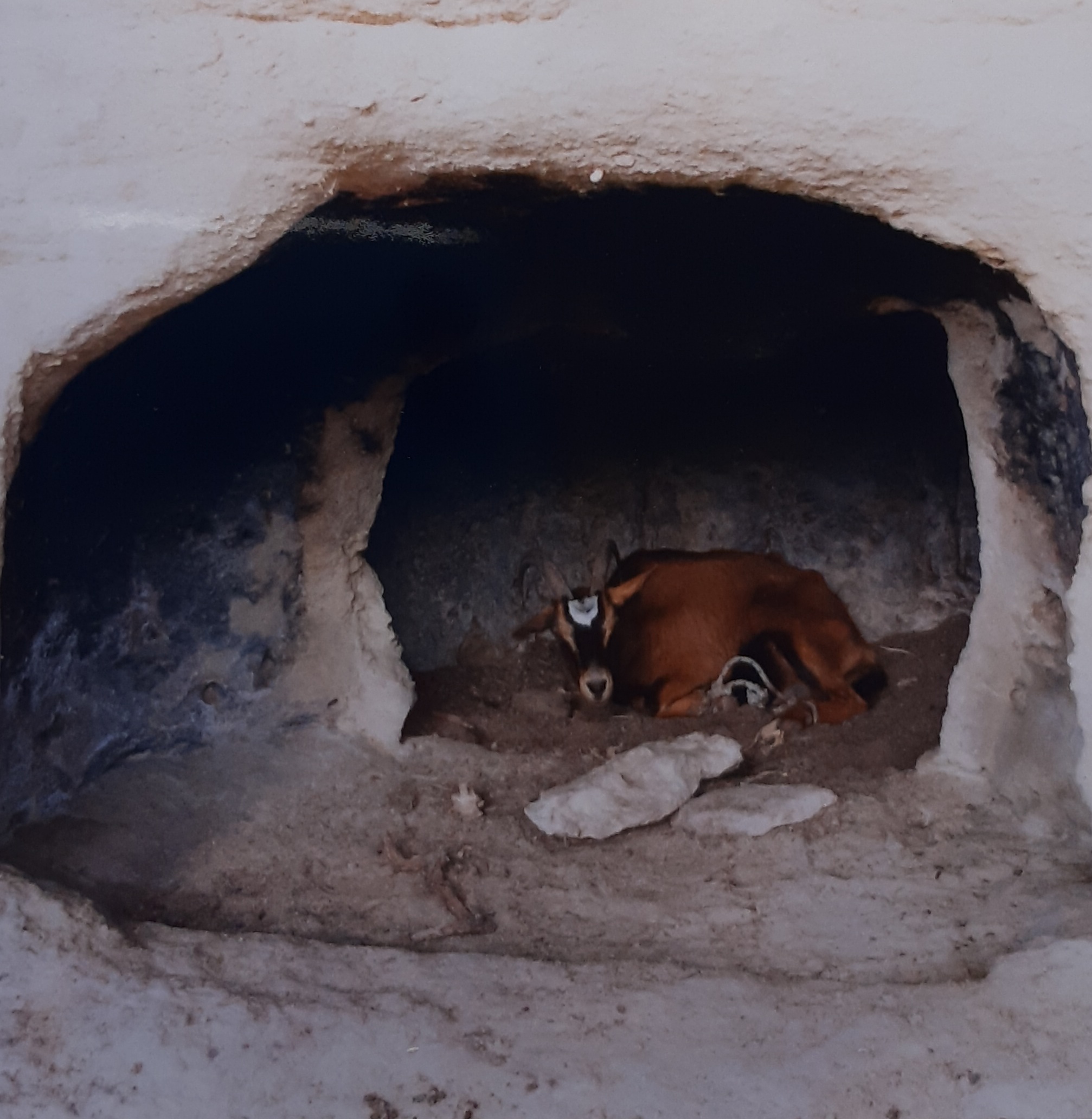 Domus de janas di sa Tanca de su Crabione (tomba a camera ipogea) - Banari (SS)  (fine PERIODIZZAZIONI/ PREISTORIA/ Neolitico)