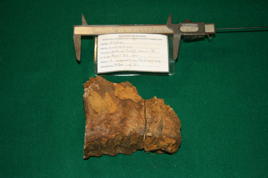 fossile (molare, esemplare)