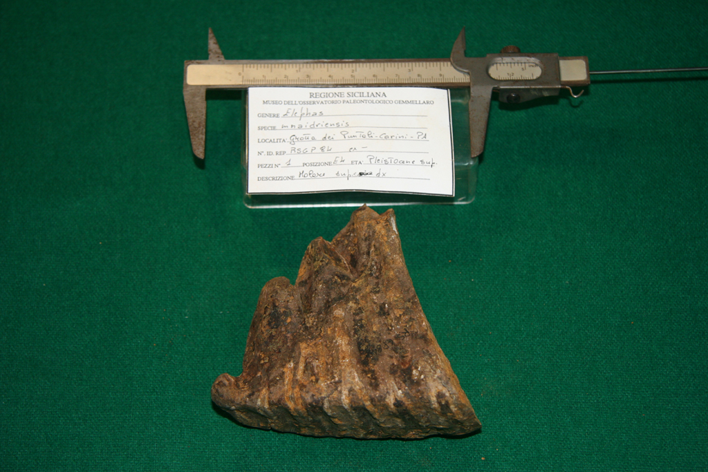 fossile (molare, esemplare)