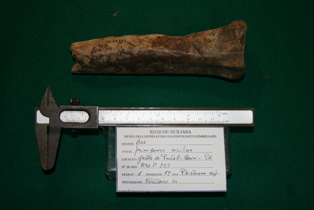 fossile (metatarso destro, esemplare)