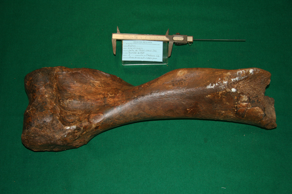 fossile (omero, esemplare)