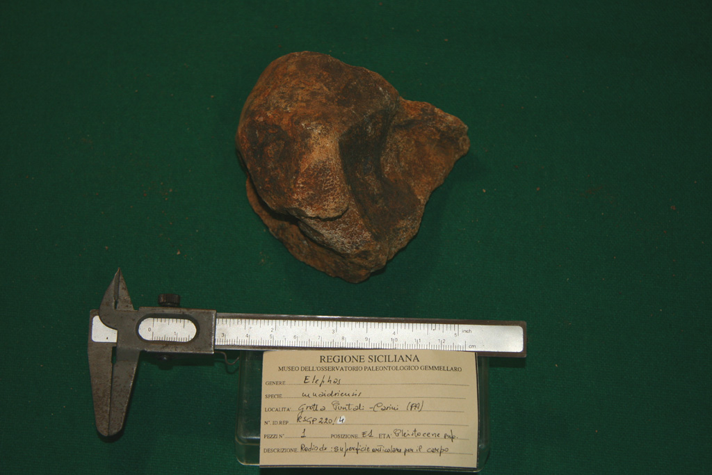 fossile (radio destro, esemplare)