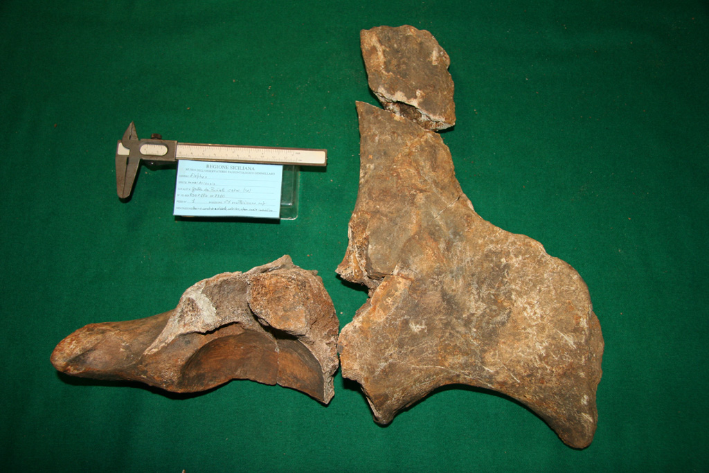 fossile (bacino, esemplare)