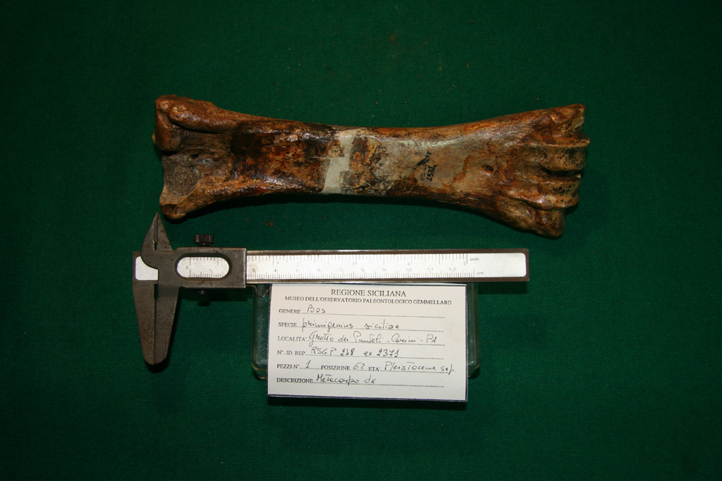 fossile (metacarpo, esemplare)