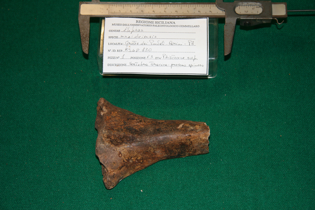 fossile (vertebra toracica, esemplare)