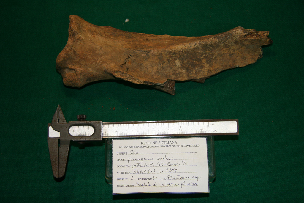 fossile (scapola destra, esemplare)