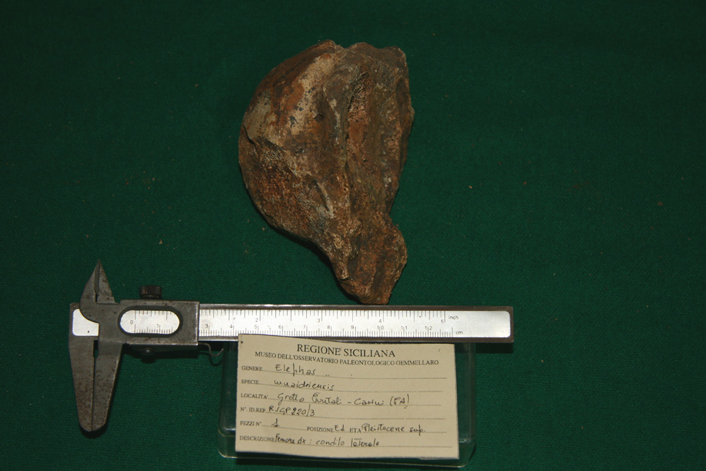fossile (femore destro, esemplare)