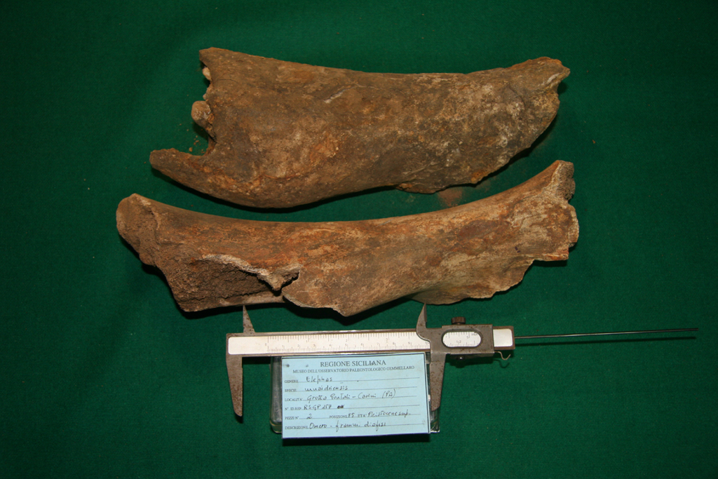 fossile (omero, esemplare)