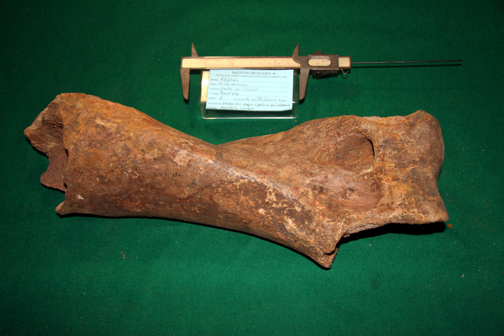 fossile (omero, esemplare)