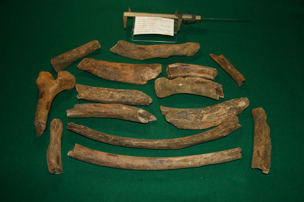 fossile (costole, esemplare)