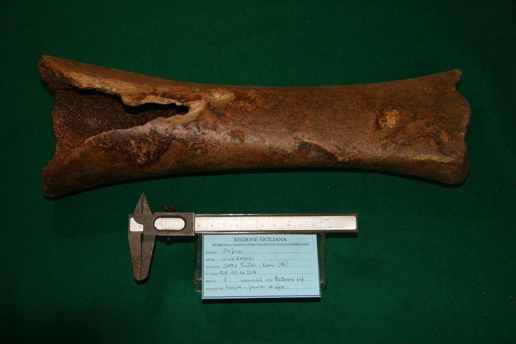 fossile (femore, esemplare)