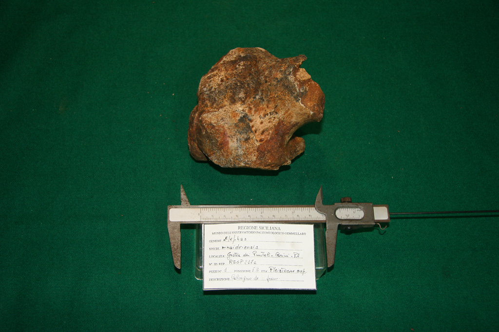 fossile (calcagno, esemplare)