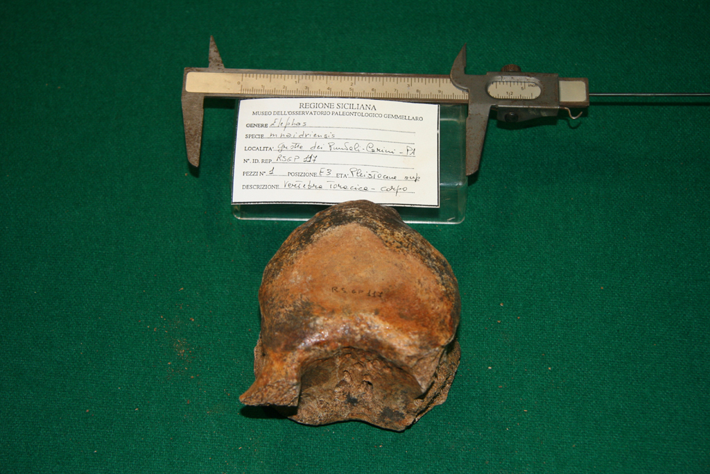 fossile (vertebra, esemplare)