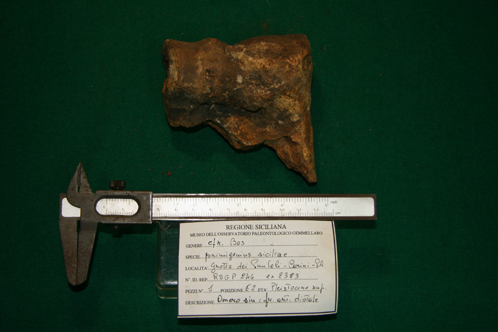 fossile (omero, esemplare)