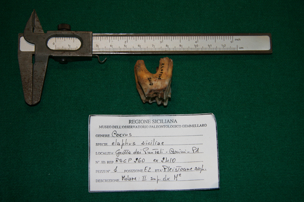 fossile (dente, esemplare)