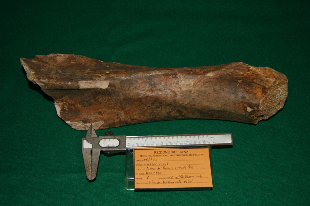 fossile (tibia, esemplare)