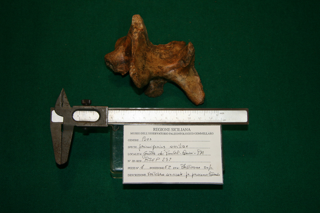 fossile (vertebra, esemplare)