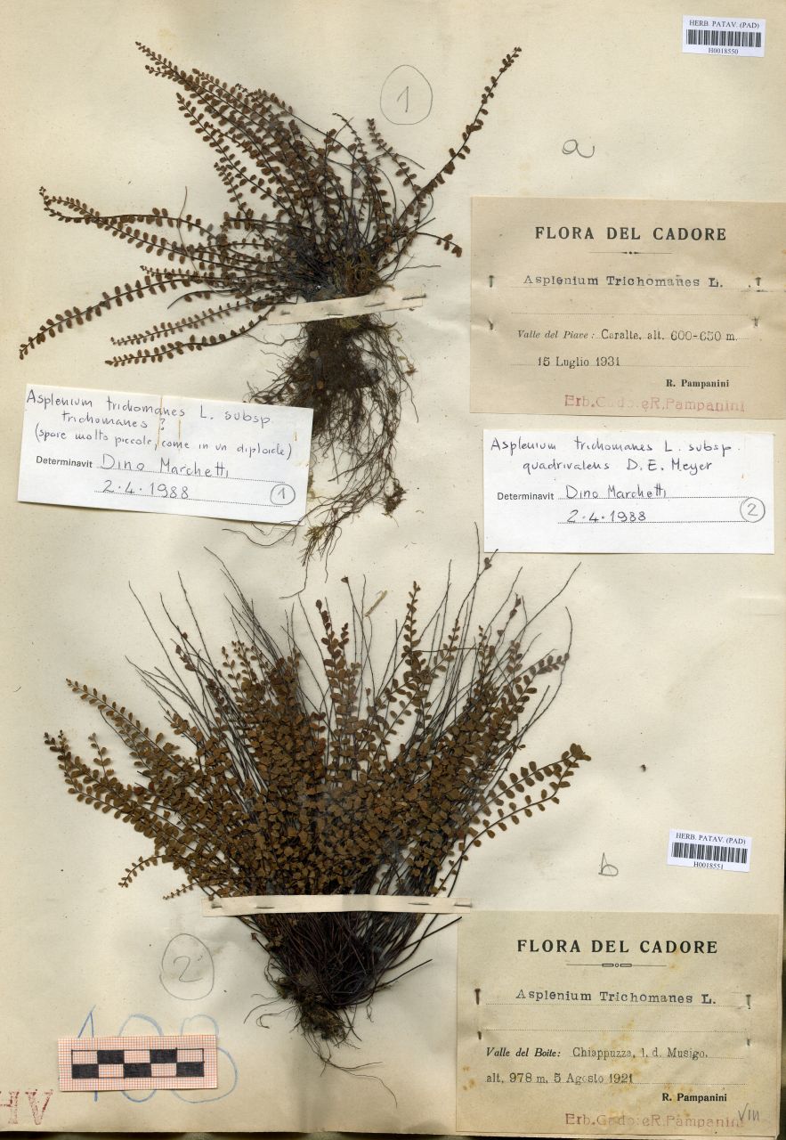 Asplenium trichomanes L - erbario, Erbario delle Tre Venezie, Erbario delle Tre Venezie (1921/08/05)