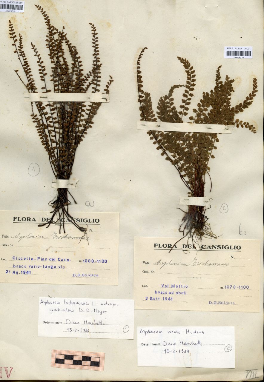 Asplenium trichomanes - erbario, Erbario delle Tre Venezie, Erbario delle Tre Venezie (1941/08/21)