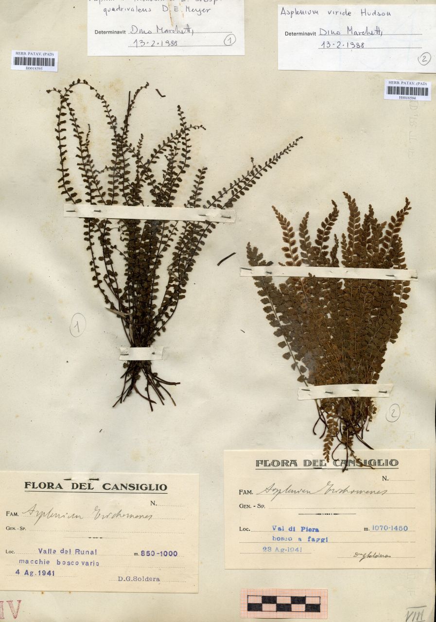 Asplenium trichomanes - erbario, Erbario delle Tre Venezie, Erbario delle Tre Venezie (1941/08/23)